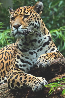 elvenlake:  Jaguar Rica Emmen