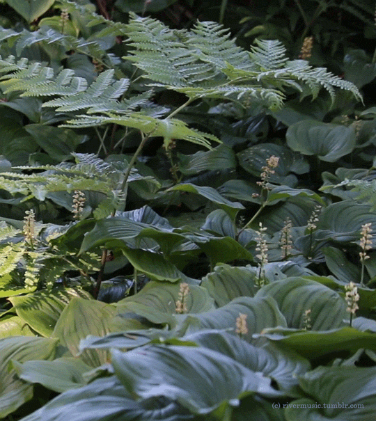 Along the Oregon Coast, the forest floor is often carpeted with ferns and False Lily of the Valley (