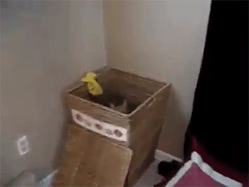 sizvideos:  Cat Helps with the Laundry - Video 