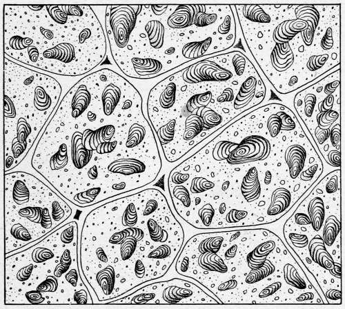 nemfrog: “Starch grains in the cells of a potato tuber.” Plant physiology. 1938. Interne