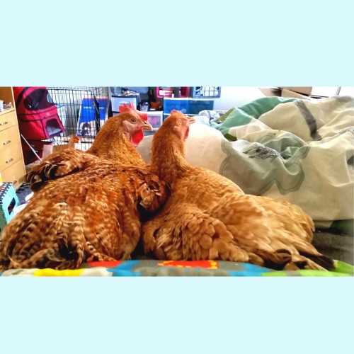 Tabitha and Letty Snuggle on the Bed #FriendsNotFood #2in58billion