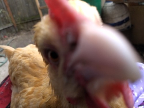 chickenkeeping: chicken-fluff-butts: dandelion is giving you a kiss through the screen