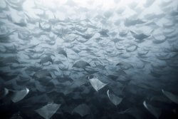 blazepress:  Migrating manta rays, Eduardo
