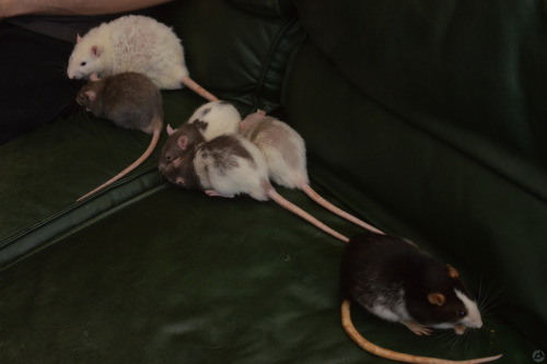 so many rats on the couch!!!