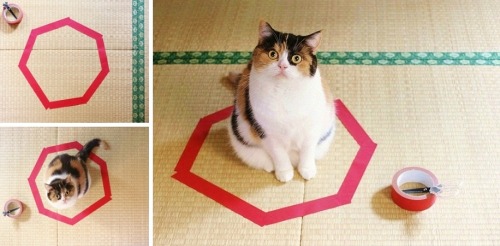 CATCIRCLES: TRICK YOUR CAT INTO SITTING STILL BY USING A CIRCLE Redditors around the world, speciall