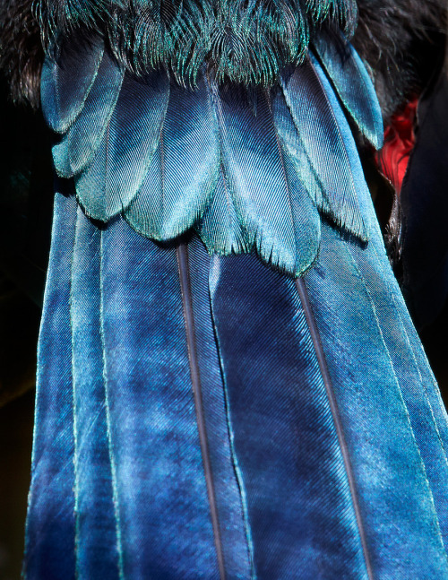 itscolossal:  Beautiful Abstract Bird Plumage Photographs by Thomas Lohr