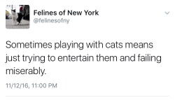 Felines Of New York