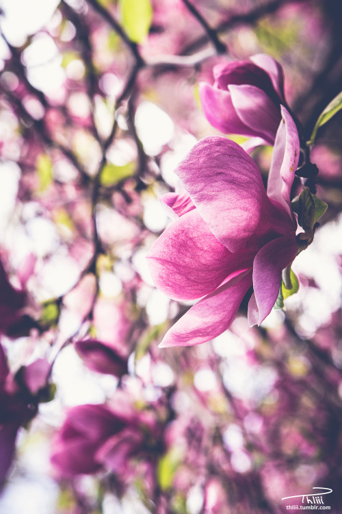thliii:2.23.16   Magnolia Theodore H Lewis III | iStockPhoto | 500px | Instagram