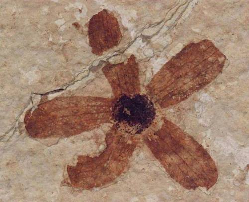 Fossil flowerThe exceptional preservation of this Eocene (56-34 million years ago) flower is due to 