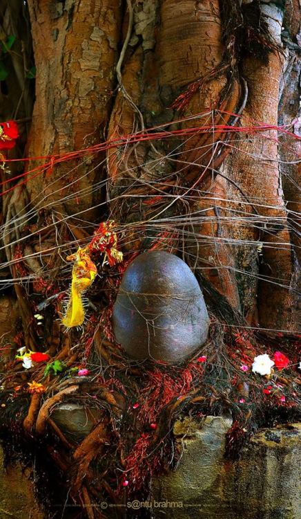 Linga under sacred tree, photo by Santu Brahma