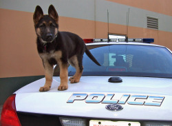 awwww-cute:  Police K-9 puppy’s first day