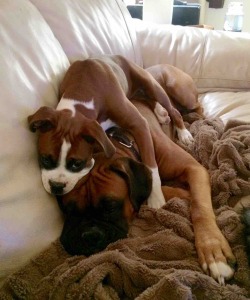 Awwww-Cute:  I’m Sitting On The Couch And Zoey Casually Walks On Bane And Lays