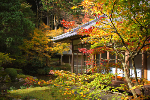 #Japan#Japon#temple#red leaves#autumn#momiji#japanese garden