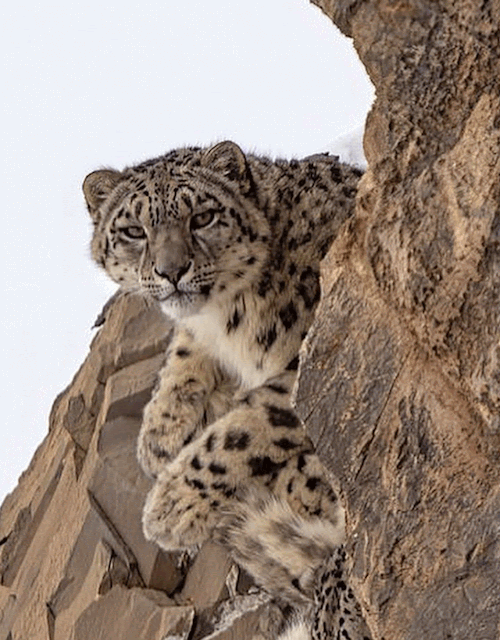 snow leopard gif | Tumblr