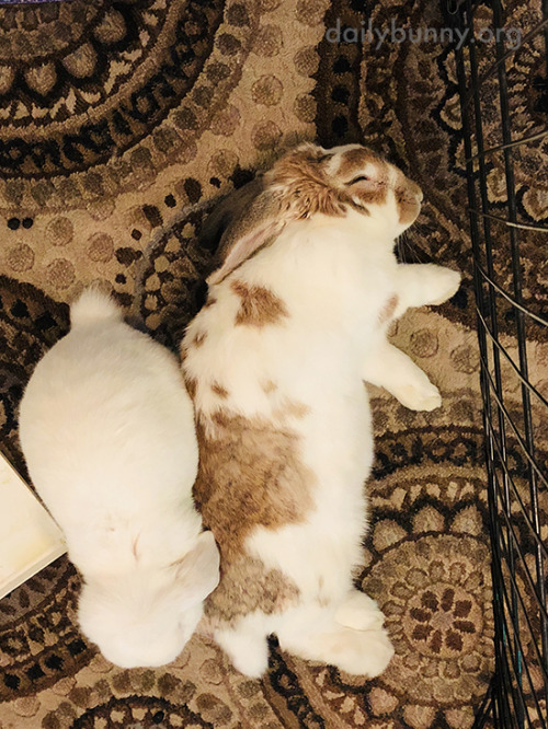 dailybunny:Bunnies Demonstrate Two Napping Poses: The Flop and the LoafThanks, Pía and bunnies Carme
