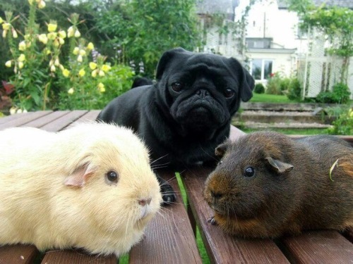 pug and friends
