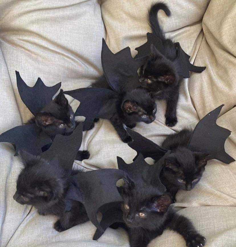 jaubaius:
“Batcats! Catbats! Vampire kittens! Spoopy Halloween!
”