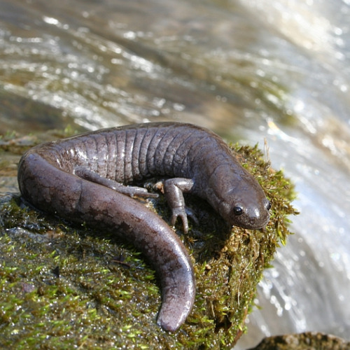 typhlonectes: Streamside Salamander (Ambystoma barbouri)You might spot it in wetland or forest habit