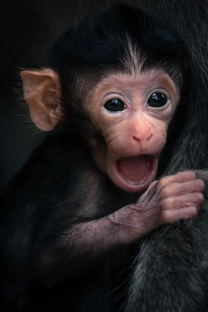 lolcuteanimals:  Cute teethless macaque baby by bm_photo on Flickr.