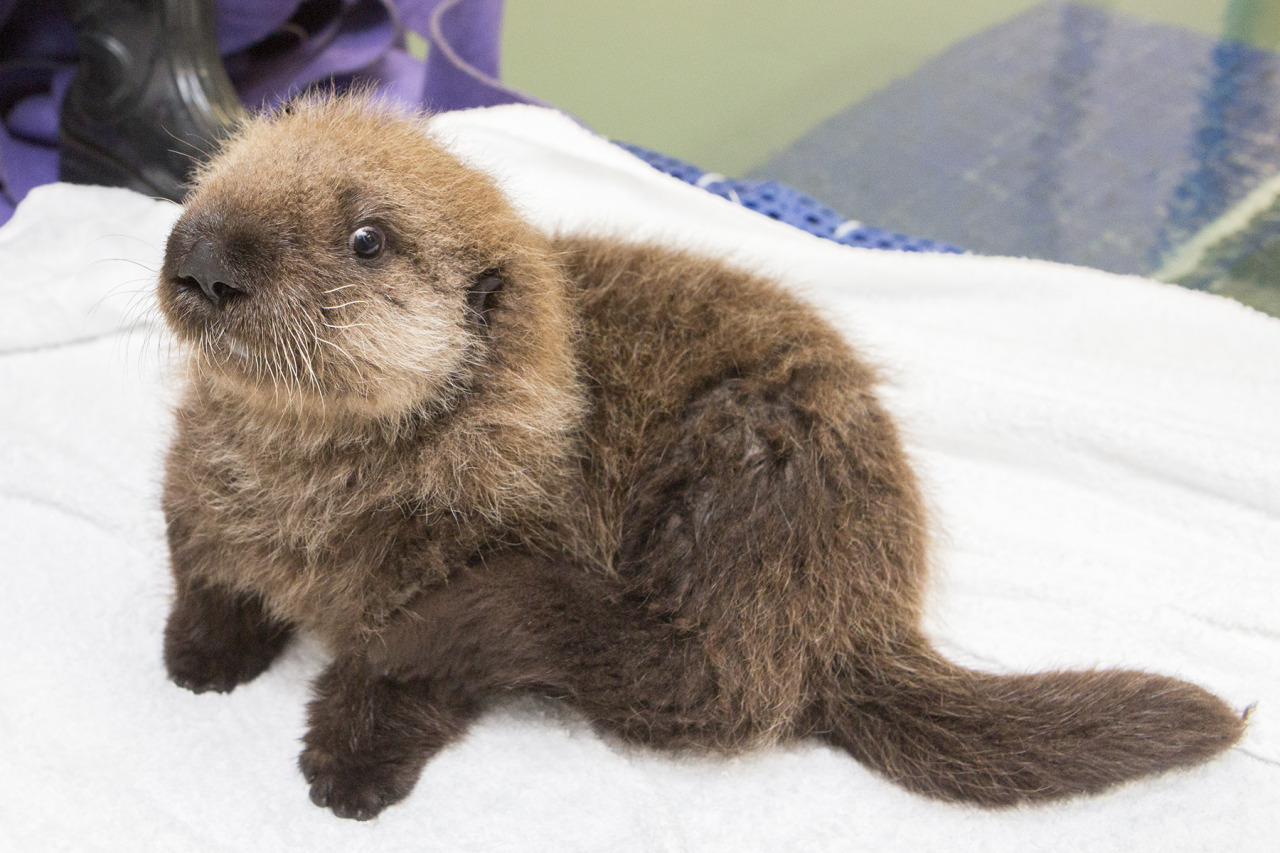 anatomy-of-recovery:  megcarr13:  buzzfeed:  thesamiproject:  This Rescued Baby Otter