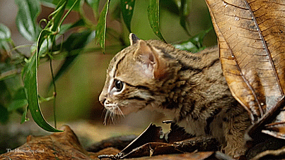 theperfectworldwelcome:  thehumming6ird:The Rusty Spotted Cat ~ ‘The smallest feline