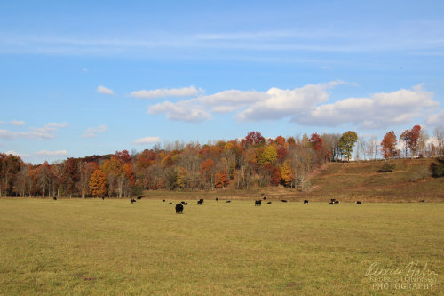 Cows in West Virginia near New River GorgeOriginal photography by Rebecca Halvorsen, 2015