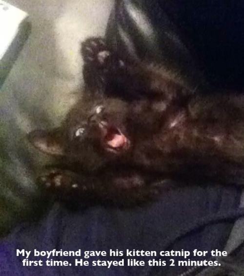 Porn photo catsbeaversandducks:  Catnip is a hell of