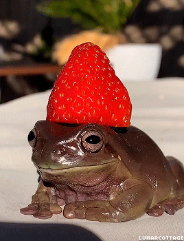 Cute frog with a strawberry on its head