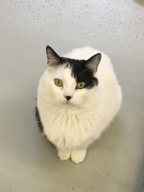 giffordcats:Lucia is a super sweet gal that has been having trouble finding a forever home. She’s di