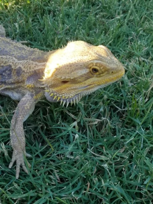 Falafel Looooves Her Outside Time