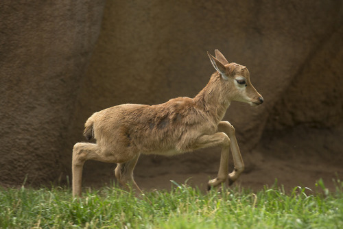 sdzoo: The bontebok was once considered to be the rarest antelope in the world, with only 17 left in