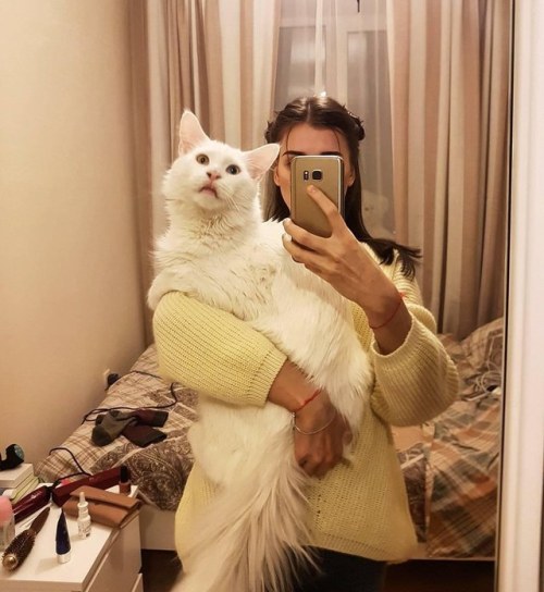 ethmoiids:cumbler-tumbler:zooophagous:catsbeaversandducks:Tihon The Giant Cat “Please, I just want t