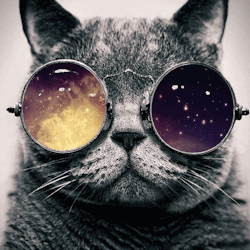 sleepless-bitch:  Galaxy Cat 