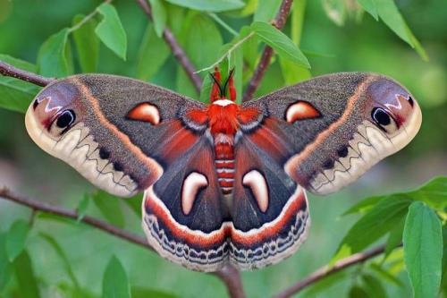 typhlonectes: Cecropia Moth (Hyalophora cecropia) What flies in the night, is almost as big as a bat