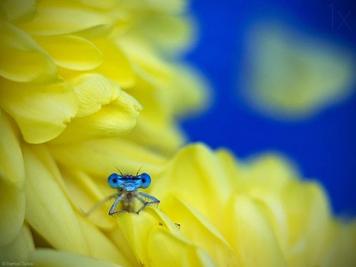 staceythinx:  Macro photography by Tiplea Remus 