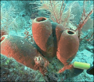 writerman-js:  (via Sea-sponges-pump-dye) 