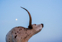 genuine-hickory:  Stretching in the light of the full moon | GH (follow me on instagram for all sorts of weird/ordinary stuff)  