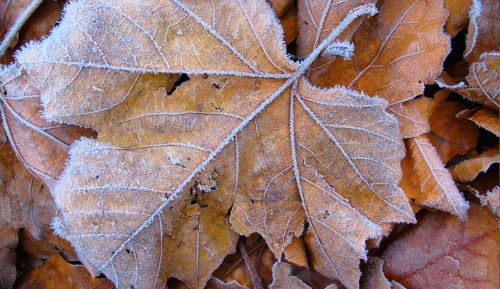 nubbsgalore:  late autumn hoarfrost, formed on the edges and spines of leaves as the humidity in the atmosphere condenses on the ground, which under clear skies loses heat more quickly than the surrounding air. photos by (click pic) allyhook, duncan
