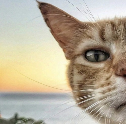 aww-so-pretty:  the aesthetic cat