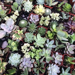 ashlierenae:  I bought so many succulents for my apartment today 