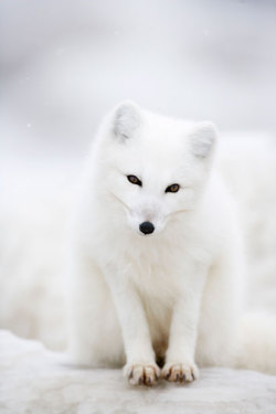 llbwwb:  Arctic Fox by Anne Hanley.