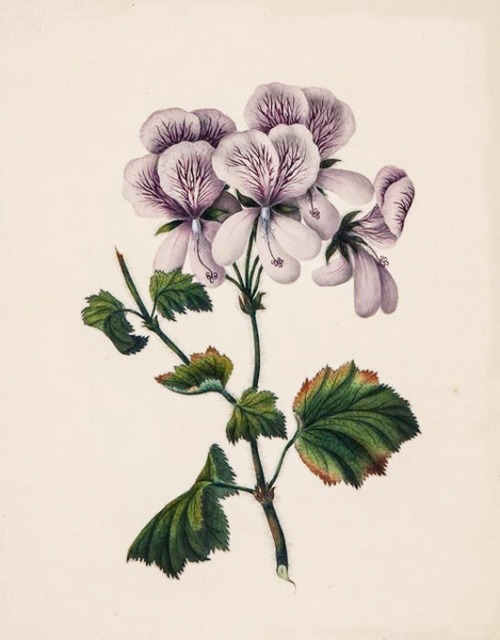 Design is fine. History is mine. — Violet Pelargonium, from a Victorian ...