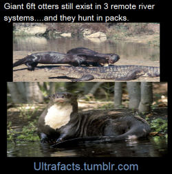 ultrafacts:satisfied-with-my-care:mydrunkkitchen:ultrafacts:
