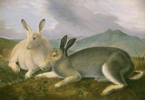 John James Audubon, Arctic Hare (ca. 1841), Pen and black ink and graphite with watercolor and oil p