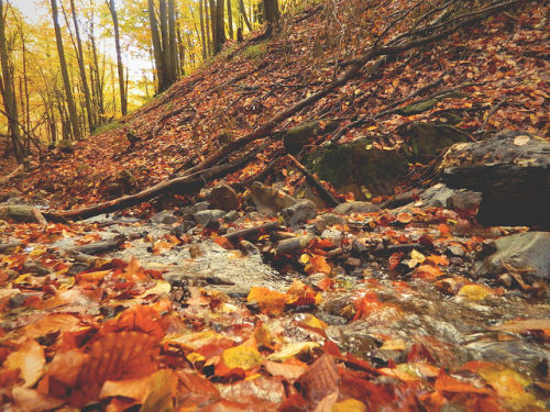 cozyautumnchills:  Autumn gold by Dr ,Dreamer on Flickr. 
