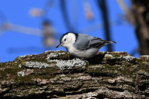 The White-breasted Nuthatch (Sitta carolinensis) drifts through the leafless trees inspecting the ba