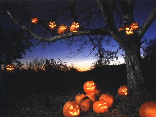 galebug:Can never have too many jack-o-lanterns