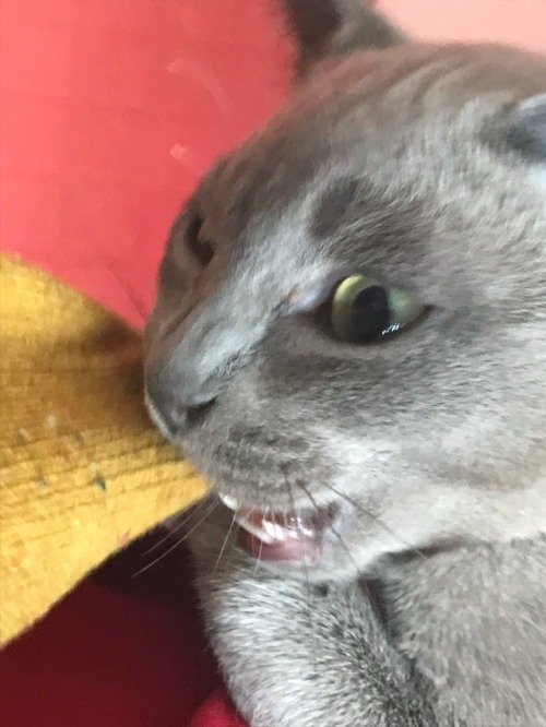 he likes to Chew
