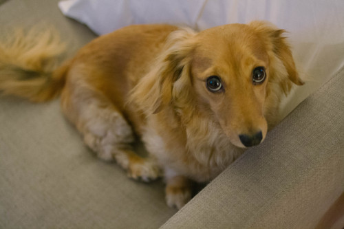 heartsandwheels:this is eve. she’s a long hair dachshund and seven years old.