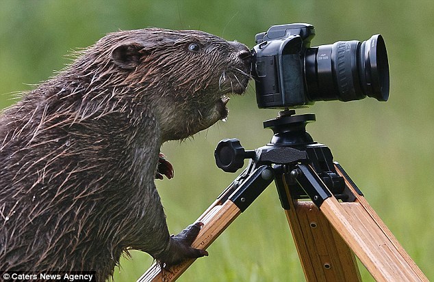 catsbeaversandducks:  “Say cheese!”Via My Modern Met